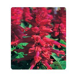 Оливер Burgundy семена сальвии блестящей (Kitano Seeds)
