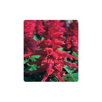 Оливер Burgundy семена сальвии блестящей (Kitano Seeds)