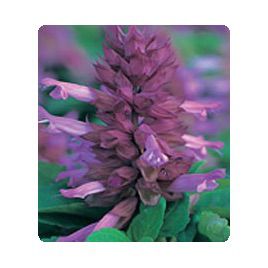 Оливер Lavender семена сальвии блестящей (Kitano Seeds)