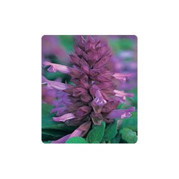 Оливер Lavender семена сальвии блестящей (Kitano Seeds)