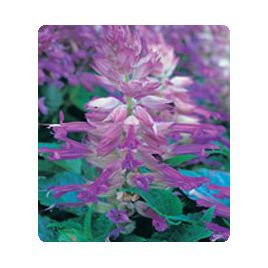 Оливер Lilac Bicolour семена сальвии блестящей (Kitano Seeds)