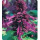 Оливер Purple семена сальвии блестящей (Kitano Seeds)