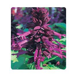 Оливер Purple семена сальвии блестящей (Kitano Seeds)