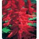 Оливер Red семена сальвии блестящей (Kitano Seeds)