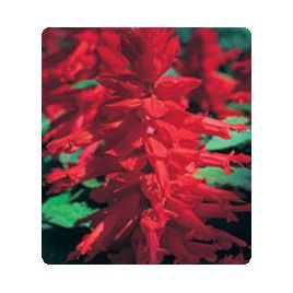 Оливер Red семена сальвии блестящей (Kitano Seeds)