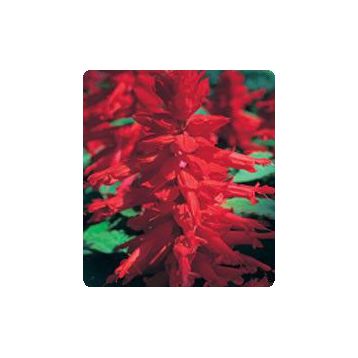 Оливер Red семена сальвии блестящей (Kitano Seeds)