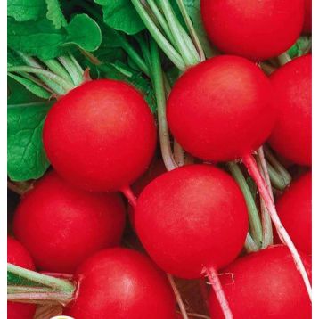 Родос семена редиса 18-25 дн. (Satimex)