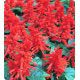 Хитоми Red семена сальвии блестящей (Kitano Seeds)