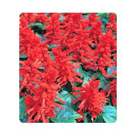 Хитоми Red семена сальвии блестящей (Kitano Seeds)