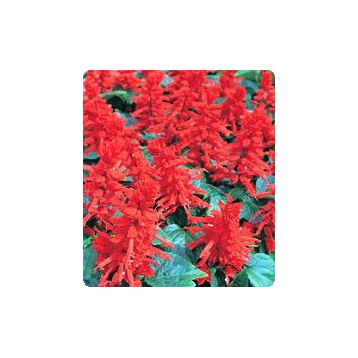 Хитоми Red семена сальвии блестящей (Kitano Seeds)