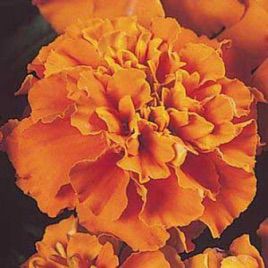 Бархатцы Жани оранжевые (Orange)