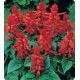 Сильва Hot Red семена сальвии блестящей (Kitano Seeds)