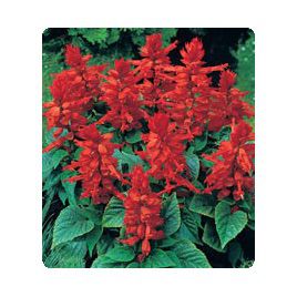 Сильва Hot Red семена сальвии блестящей (Kitano Seeds)