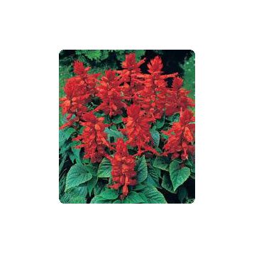 Сильва Hot Red семена сальвии блестящей (Kitano Seeds)
