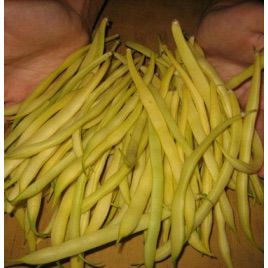Золотая звезда семена фасоли спаржевой (GL Seeds)
