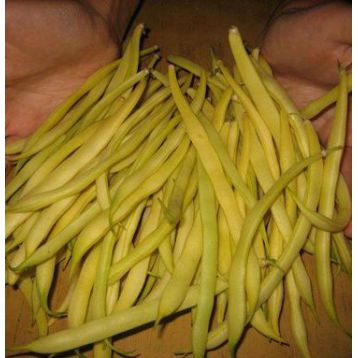 Золотая звезда семена фасоли спаржевой (GL Seeds)