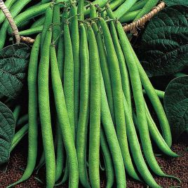 Королева Некар семена фасоли спаржевой (GL Seeds)