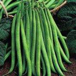 Королева Некар семена фасоли спаржевой (GL Seeds)