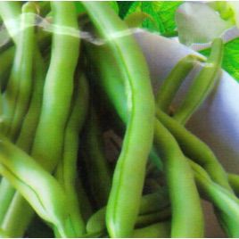 Монтана семена фасоли спаржевой (GL Seeds)