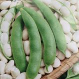 Файный Ясь семена фасоли (GL Seeds)