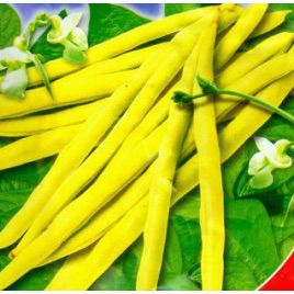 Чародейка семена фасоли спаржевой (GL Seeds)
