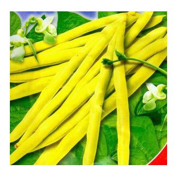 Чародейка семена фасоли спаржевой (GL Seeds)