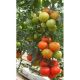 Альтамира F1 семена томата индет (United Genetics)