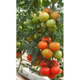 Альтамира F1 семена томата индет (United Genetics)