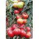 Альтамира F1 семена томата индет (United Genetics)