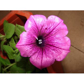 Петуния Браво розовая (pink)
