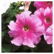 Петуния Браво розовая (pink)