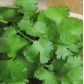 Американо (Long Standing) семена кориандра (кинзы) (SAIS/Hortus)