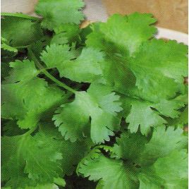Американо (Long Standing) семена кориандра (кинзы) (SAIS/Hortus)