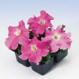 Петуния Танго розовая