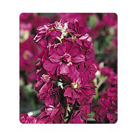 Лейла Burgundy семена маттиолы (Kitano Seeds)