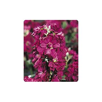 Лейла Burgundy семена маттиолы (Kitano Seeds)