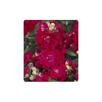 Лейла Red семена маттиолы (Kitano Seeds)