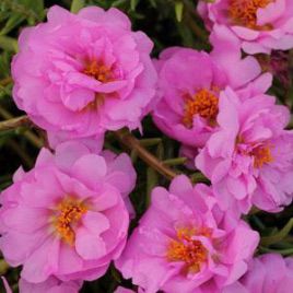 Портулак Хеппі Траілс рожевий (Pink)