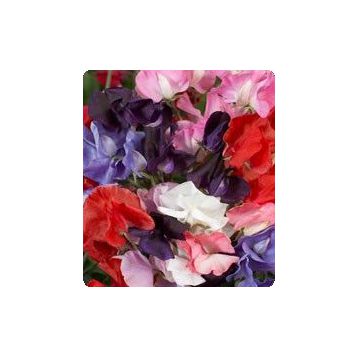 Лорена Mix семена душистого горошка (Kitano Seeds)