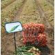 Маркет F1 семена лука репчатого (Seminis)