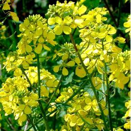 Горчица белая семена (GL Seeds)