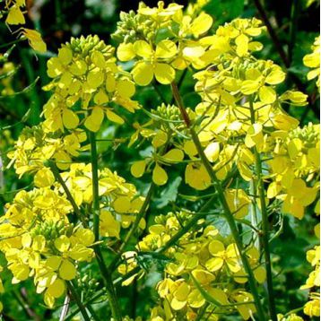 Горчица белая семена (GL Seeds)