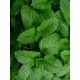 Мелисса лимонная семена (GL Seeds)