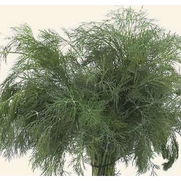 Дукат семена укропа (Hortus)