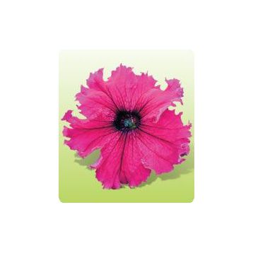 Петуния Ямамото Burgundy (бургунди)