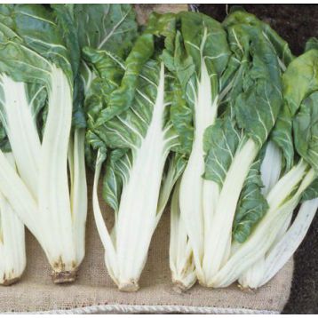 Мангольд Лукулус зеленый семена (GL Seeds)