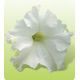 Ямамото White семена петунии крупноцветковой дражированные (Kitano Seeds)
