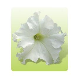 Ямамото White семена петунии крупноцветковой дражированные (Kitano Seeds)
