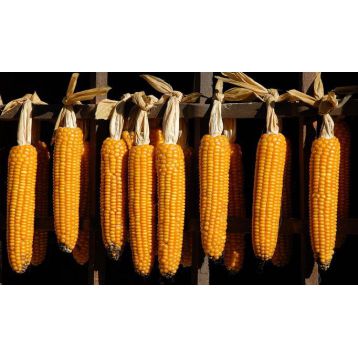 Попкорн семена кукурузы (GL Seeds)