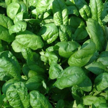 Матадор семена шпината (Hortus)